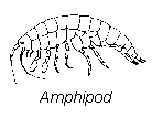 Amphipod