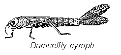 Damselfly nymph
