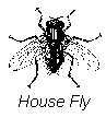 House Fly