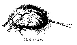 Ostracod